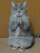 微信恶搞蠢萌喵星人表情包