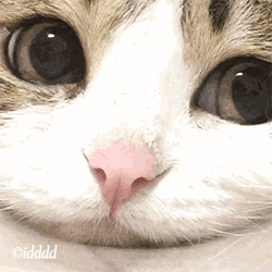 微信超萌可爱喵星人表情包