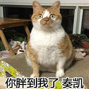 微信恶搞蠢萌喵星人表情包