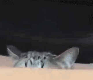 微信超萌可爱喵星人表情包