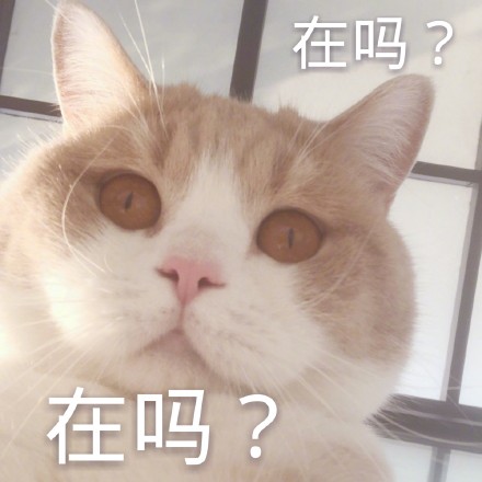 微信恶搞蠢萌喵星人表情包