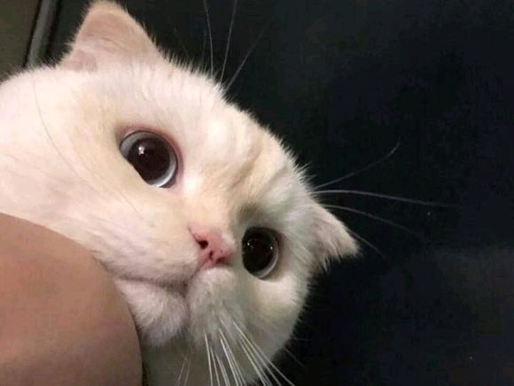 微信搞怪GIF喵星人斗图表情包