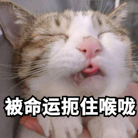 微信可爱聊天喵星人表情包