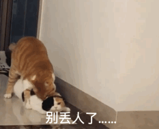 微信恶搞蠢萌喵星人表情包