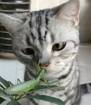 微信恶搞蠢萌喵星人表情包