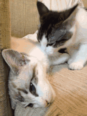 微信可爱顽皮喵星人表情包