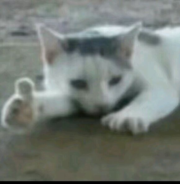 微信恶搞搞怪傻屌斗图群聊表情包