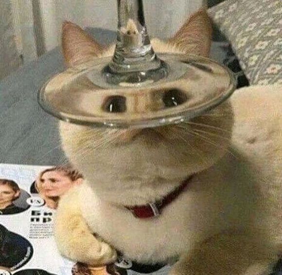 微信超萌可爱喵星人表情包