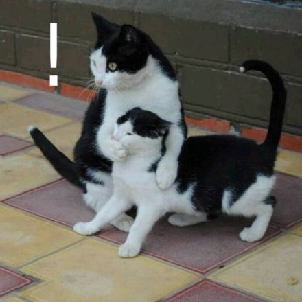 微信恶搞蠢萌喵星人表情包