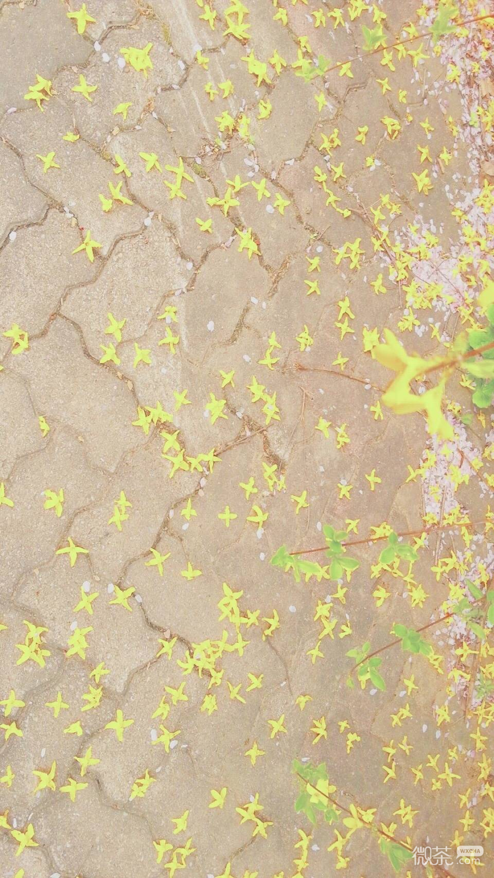 微信小清新风景静物聊天背景