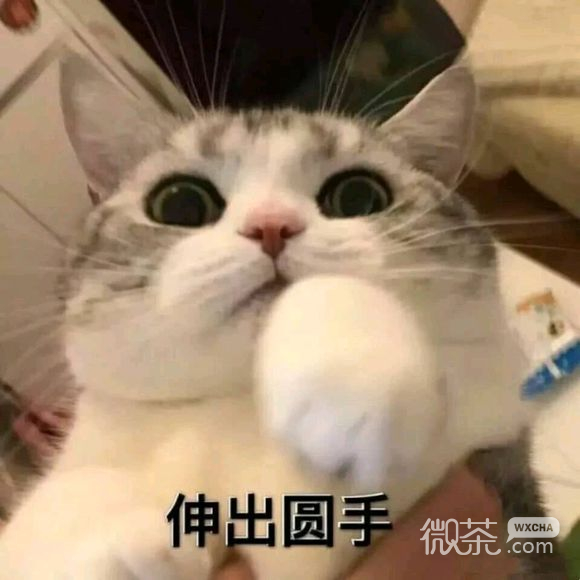 微信搞怪GIF喵星人斗图表情包
