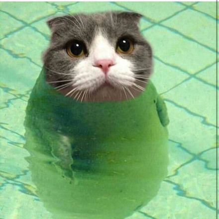 微信搞怪萌萌哒喵星人表情包