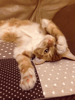 微信可爱顽皮喵星人表情包