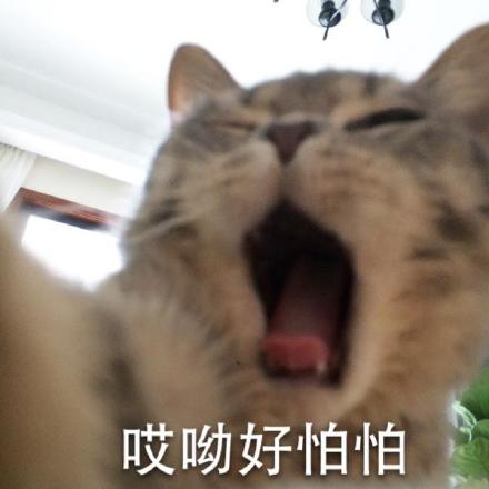 微信搞怪萌萌哒喵星人表情包