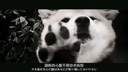 微信恶搞狗表情包