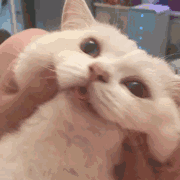 微信搞怪GIF喵星人斗图表情包