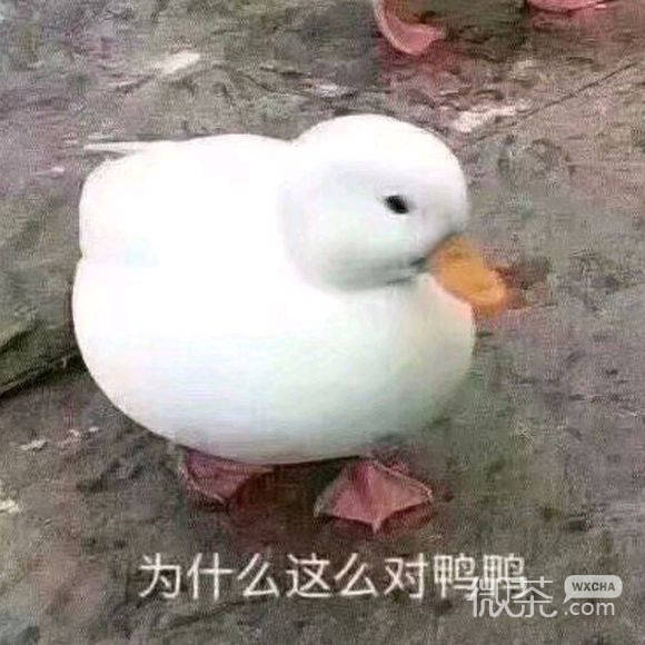 微信爆笑傻屌群聊撕逼斗图表情包
