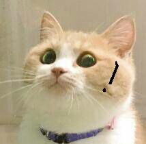 微信搞怪萌萌哒喵星人表情包