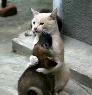 微信搞怪GIF喵星人斗图表情包