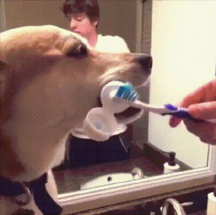 微信恶搞狗表情包