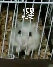 微信搞怪GIF喵星人斗图表情包