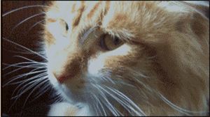 微信搞怪萌萌哒喵星人表情包