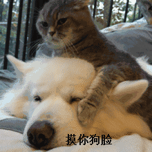 微信搞怪GIF喵星人斗图表情包