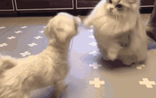 微信搞怪GIF喵星人斗图表情包