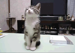 微信搞怪萌萌哒喵星人表情包