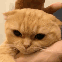 微信超萌可爱喵星人表情包