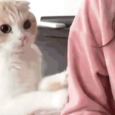 微信搞怪GIF喵星人斗图表情包