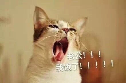 微信可爱聊天喵星人表情包