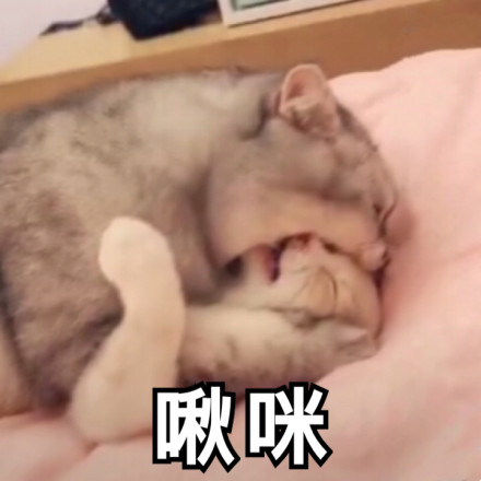 微信可爱聊天喵星人表情包