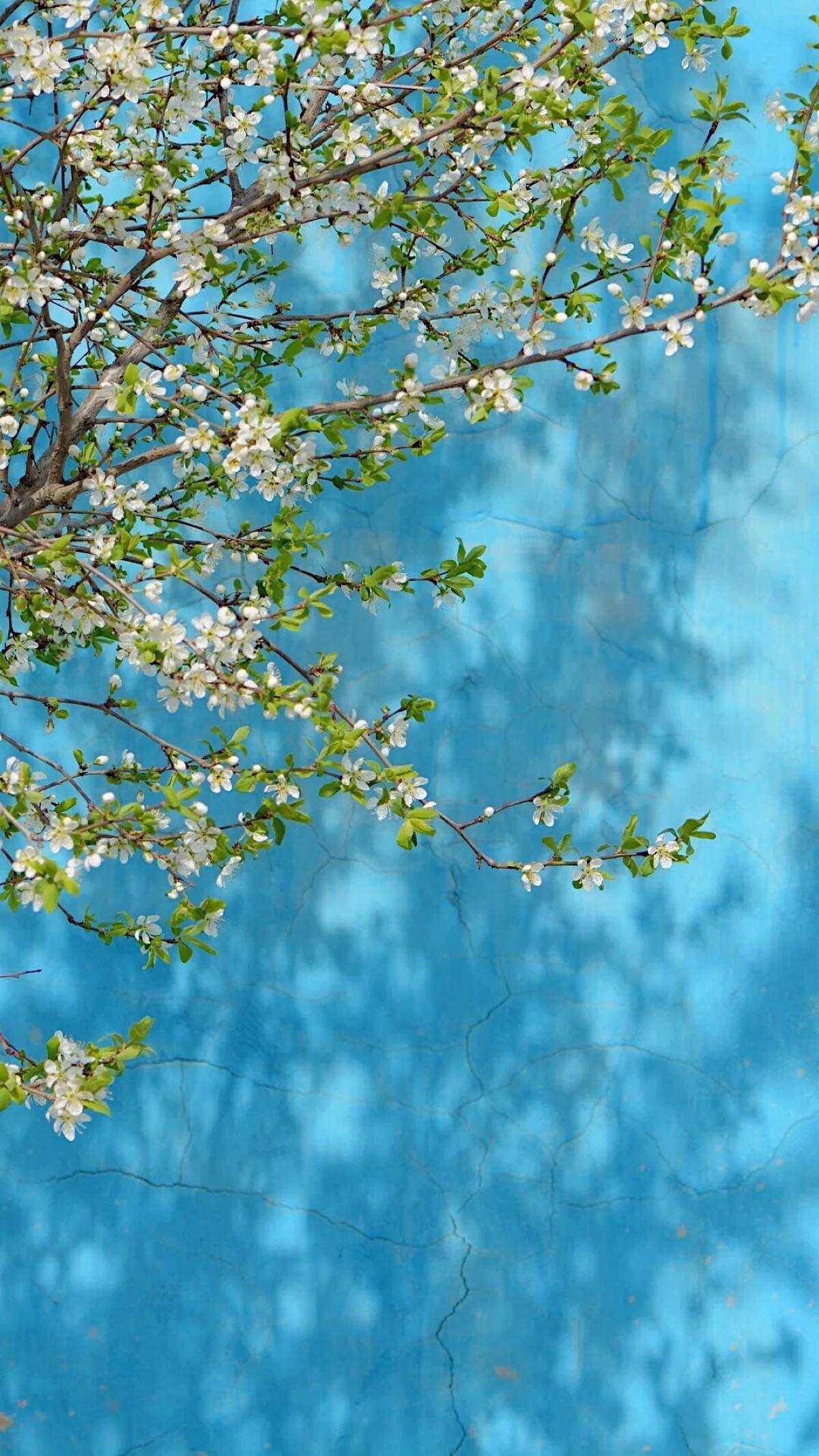 微信好看唯美简约聊天背景