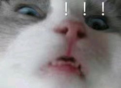 微信超萌可爱喵星人表情包