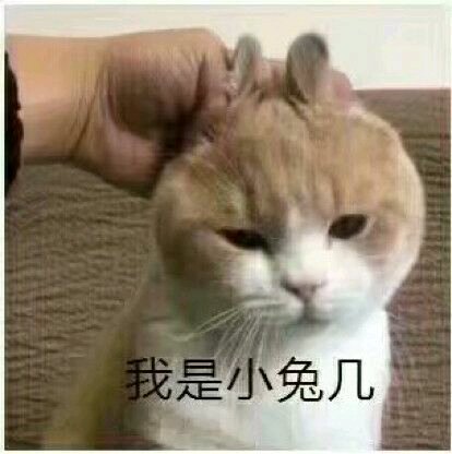 微信超萌可爱喵星人表情包