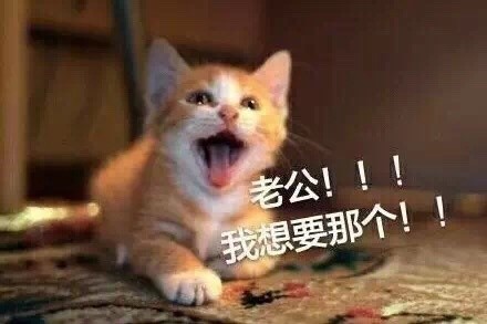 微信可爱聊天喵星人表情包