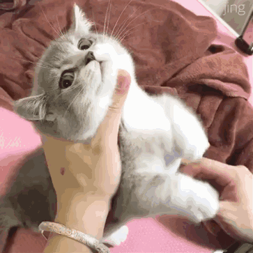 微信超萌可爱喵星人表情包