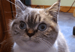 微信可爱顽皮喵星人表情包