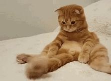 微信超萌可爱喵星人表情包