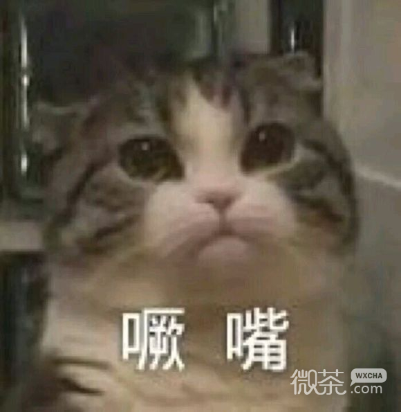 微信搞怪GIF喵星人斗图表情包
