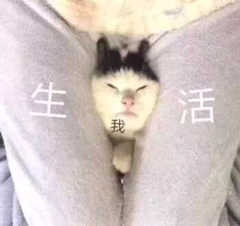 微信近期斗图恶搞表情包2019/3/5