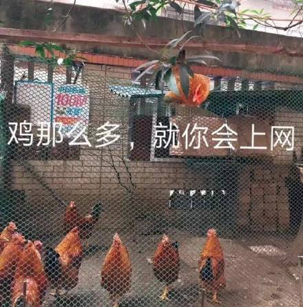 微信近期斗图恶搞表情包2019/3/5