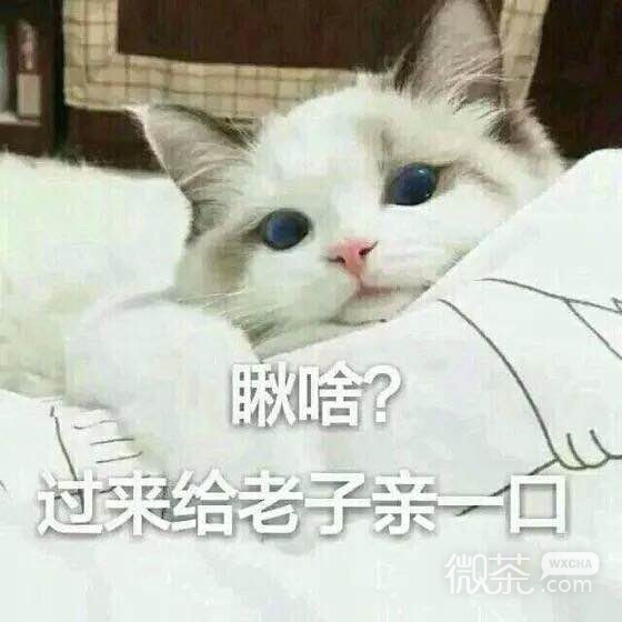 群聊傻屌杂图斗图微信表情包