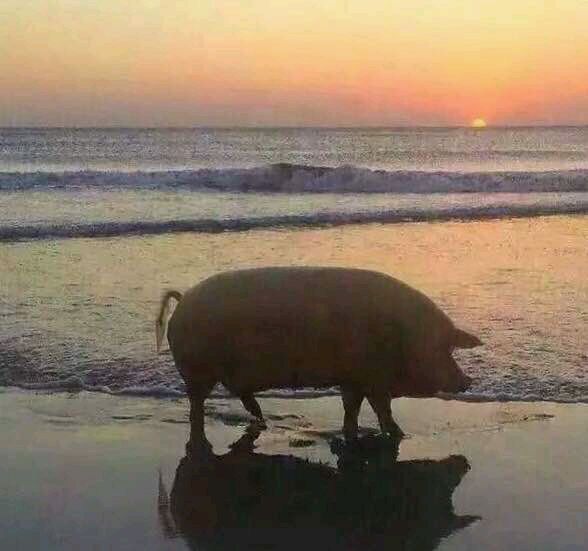 微信恶搞搞怪傻屌群聊撕逼杂图斗图表情包