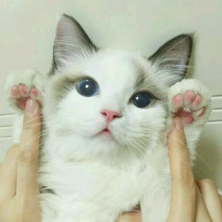 微信恶搞搞怪傻屌群聊撕逼杂图斗图表情包