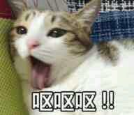 微信欢乐搞怪群聊斗图表情包