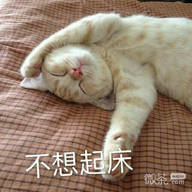 傻屌爆笑搞怪微信动态群聊杂图表情包