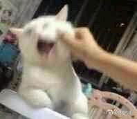 微信爆笑套系群聊傻屌杂图斗图表情包