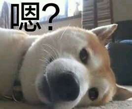 微信爆笑笑死了群聊傻屌斗图表情包